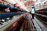 Peternak akui penyerapan telur ayam ras di Banyumas mulai naik