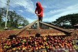 Manggarai  Timur NTT ekspor 36 ton kopi robusta ke Belanda