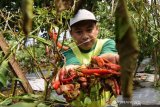 Hama serang Cabai Petani di Madiun