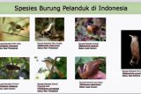 Burung pelanduk yang punah sejak tahun 1848 kembali ditemukan di Kalimantan