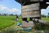 Petani mendistribusikan air sungai ke lahan sawah di desa Keumere, Kecamatan Kuta Cut Glie, Kabupaten Aceh Besar, Aceh, Selasa (2/3/2021). Untuk mengatasi ancaman kekeringan dan gagal panen tanaman padi, kelompok tani di daerah itu  mendistribusikan air sungai ke lahan sawah menggunakan  pipa sepanjang satu kilometer. ANTARA FOTO/Ampelsa.