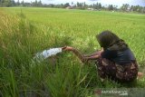 Petani mendistribusikan air sungai ke lahan sawah di desa Keumere, Kecamatan Kuta Cut Glie, Kabupaten Aceh Besar, Aceh, Selasa (2/3/2021). Untuk mengatasi ancaman kekeringan dan gagal panen tanaman padi, kelompok tani di daerah itu  mendistribusikan air sungai ke lahan sawah menggunakan  pipa sepanjang satu kilometer. ANTARA FOTO/Ampelsa.