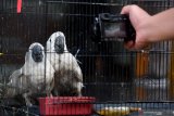 Petugas mengambil gambar Kakatua Jambul Putih (Cacatua alba) yang berada dalam sangkar saat gelar barang bukti penggagalan pemasukan satwa tanpa dokumen di Balai Besar Karantina Pertanian Surabaya di Sidoarjo, Jawa Timur, Selasa (2/3/2021). Sebanyak 633 satwa yakni enam Kakatua Jambul Putih, 19 Nuri Tanimbar, 313 Jalak Rio-rio, 10 Merpati Hitam Sulawesi dan 285 Kura-kura yang berasal dari Makassar, Sulawesi Selatan diamankan petugas karena tidak dilengkapi dokumen kesehatan dari daerah asal. Antara Jatim/Zabur Karuru