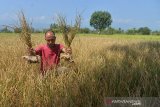 Petani memperlihat tanaman padi berumur sekitar dua bulan mati akibat kekeringan di desa Glee Jay, Kecamatan Kuta Cut Glie, Kabupaten Aceh Besar, Aceh, Selasa (2/3/2021). Sekitar 800 hektare tanaman padi berumur sekitar dua bulan di daerah itu gagal panen akibat kekeringan pada musim kemarau, sedangkan sebagian areal tanaman padi lainnya masih dapat diselematkan dengan memasok air dengan mobil tangki dan selain memompakan air sungai ke lahan sawah menggunakan pipa sepanjang satu kilometer. ANTARA FOTO/Ampelsa.