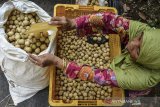 Petani mengumpulkan duku hasil panen di Kertasari, Kabupaten Ciamis, Jawa Barat, Rabu (3/5/2021). Menurut petani  harga duku ditingkat petani turun menjadi Rp10.000 per klilogram dari biasanya Rp12.500 per kilogram. ANTARA JABAR/Adeng Bustomi/agr