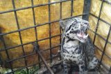 Macan Dahan pemangsa kambing warga di Limapuluh Kota berhasil ditangkap