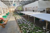 PLN penuhi kebutuhan listrik untuk usaha hortikultura di Labuan Bajo