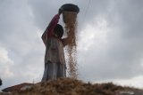 Petani memisahkan gabah hampa saat akan dijemur di Desa Buddagan, Pamekasan, Jawa Timur, Minggu (7/3/2021). Pemerintah menaikkan  anggaran ketahanan pangan pada tahun 2021 menjadi Rp104 trilun dari anggaran tahun lalu yang mencapai sekitar Rp80 triliun, guna mendukung pemulihan ekonomi. Antara Jatim/Saiful Bahri/zk