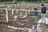 Lahan Makam untuk COVID-19 di TPU Bambu Apus Telah Penuh