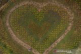 Foto udara suasana Taman Kincir Jabal Nur di Desa Sukasetia, Kecamatan Cisayong, Kabupaten Tasikmalaya, Jawa Barat, Selasa (9/3/2021). Wisata taman kincir warna-warni yang berada di kaki Gunung Talaga Bodas tersebut memiliki 15.000 kincir angin yang menjadi spot foto favorit untuk wisatawan saat libur akhir pekan dan juga memiliki wahana lainnya seperti kolam renang, penginapan serta camping ground. ANTARA JABAR/Adeng Bustomi/agr
