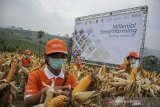 Sejumlah petani muda memanen jagung saat peluncuran program 