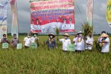 Bupati Lampung Tengah dan Kadisbun Lampung panen raya padi gogo