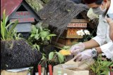 Mereguk madu melalui perhutanan sosial