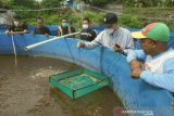 NTB menggalakkan budidaya udang vaname dengan sistem bioflok