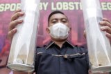 Penyidik menunjukkan barang bukti benih lobster saat ungkap kasus di Polresta Sidoarjo, Jawa Timur, Rabu (10/3/2021). Satreskrim Polresta Sidoarjo berhasil menangkap lima tersangka dengan barang bukti tas koper yang berisi 31 roll plastik bayi lobster pasir berisi 31.000 ekor dan dua roll plastik bayi lobster mutiara berisi 2000 ekor serta satu tabung gas oksigen, 70 buah toples plastic, 20 selang air rator, tiga buah bak penampungan, dua buah sterofoam dan tiga pax kantong plastic baru. Antara Jatim/Umarul Faruq/zk