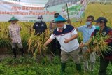 ACT beli gabah petani Blora dengan harga di atas pasaran