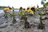 Gerakan Nasional Penanaman Mangrove. Karyawan PT ASDP Indonesia Ferry (Persero) menanam bibit mangrove di perkampungan nelayan Desa Deah Raya, Kecamatan Meuraxa, Banda Aceh, Aceh, Minggu (14/3/2021). Penanaman ribuan bibit mangrove di sejumlah provinsi, termasuk di Aceh itu merupakan bakti sosial penghijauan dalam rangka menyambut HUT ke-48 PT ASDP Indonesia Ferry (Persero) pada 27 Maret 2021 dan sekaligus mendukung program rehabilitasi mangrove nasional yang dicanangkan pemerintah dengan target seluas 150 ribu hektare per tahun. ANTARA FOTO/Ampelsa