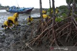 Gerakan Nasional Penanaman Mangrove. Karyawan PT ASDP Indonesia Ferry (Persero) menanam bibit mangrove di perkampungan nelayan Desa Deah Raya, Kecamatan Meuraxa, Banda Aceh, Aceh, Minggu (14/3/2021). Penanaman ribuan bibit mangrove di sejumlah provinsi, termasuk di Aceh itu merupakan bakti sosial penghijauan dalam rangka menyambut HUT ke-48 PT ASDP Indonesia Ferry (Persero) pada 27 Maret 2021 dan sekaligus mendukung program rehabilitasi mangrove nasional yang dicanangkan pemerintah dengan target seluas 150 ribu hektare per tahun. ANTARA FOTO/Ampelsa