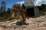 Seekor harimau sumatera dilepasliarkan ke Taman Nasional Gunung Leuser