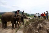 Wakil Bupati Bener Meriah Dailami (kanan) bersama tim Balai Konservasi Sumber Daya Alam (BKSDA) Aceh melihat gajah jinak PLG Saree yang dikerahkan untuk menangani konflik gajah liar dengan warga di Desa Negeri Antara, Bener Meriah, Aceh, Minggu (14/3/2021). Tim BKSDA Aceh melakukan penggiringan kawanan gajah liar berjumlah lima ekor yang sejak sebulan terakhir memasuki pemukiman dan perkebunan warga. ANTARA FOTO/Irwansyah Putra/rwa.