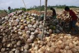 Ekspor kelapa Sumatera Selatan ke  China melonjak hampir 70 persen
