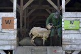 Peternak memeriksa domba Garut di Balai Pengembangan Pembibitan Ternak Domba dan Kambing (BPPTDK) Margawati, Kabupaten Garut, Jawa Barat, Rabu (17/3/2021). Balai pembibitan yang didirikan pemerintah Jawa Barat Tahun 1975 bertujuan untuk mempertahankan genetika serta peningkatan populasi domba yang hingga Maret 2021 sebanyak 1.700 ekor domba Garut. ANTARA JABAR/Candra Yanuarsyah/agr