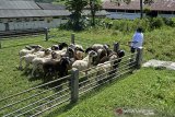 Peternak memeriksa domba Garut di Balai Pengembangan Pembibitan Ternak Domba dan Kambing (BPPTDK) Margawati, Kabupaten Garut, Jawa Barat, Rabu (17/3/2021). Balai pembibitan yang didirikan pemerintah Jawa Barat Tahun 1975 bertujuan untuk mempertahankan genetika serta peningkatan populasi domba yang hingga Maret 2021 sebanyak 1.700 ekor domba Garut. ANTARA JABAR/Candra Yanuarsyah/agr