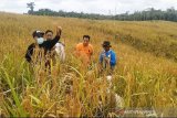 Panen padi ladang  di Barito Utara hasil yang menggembirakan