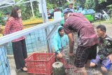 Budi daya lele dukung ikut perangi stunting