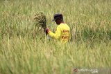 Petani memanen padi di areal sawah desa Pabean udik, Indramayu, Jawa Barat, Sabtu (20/3/2021). Kementerian Pertanian meminta Perum Bulog untuk menyerap gabah petani secara maksimal di tengah masa panen raya periode Maret hingga April 2021 untuk menjaga stabilitas harga gabah di tingkat petani. ANTARA JABAR/Dedhez Anggara/agr