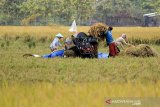 Petani memanen padi di areal sawah desa Pabean udik, Indramayu, Jawa Barat, Sabtu (20/3/2021). Kementerian Pertanian meminta Perum Bulog untuk menyerap gabah petani secara maksimal di tengah masa panen raya periode Maret hingga April 2021 untuk menjaga stabilitas harga gabah di tingkat petani. ANTARA JABAR/Dedhez Anggara/agr