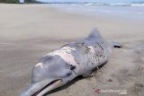 Seekor lumba-lumba mati  di pantai Tapanuli Selatan Sumut
