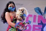 Peserta menunjukkan anjing peliharaannya saat mengikuti kontes kostum anjing di Denpasar, Bali, Minggu (21/3/2021). Kontes yang diikuti oleh puluhan peserta tersebut diselenggarakan untuk mengajak masyarakat agar lebih mencintai binatang. ANTARA FOTO/Fikri Yusuf/nym.