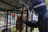 Orangutan yang disita di Binjai telah dibawa ke pusat rehabilitasi