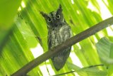 Burung Celepuk Sulawesi (Otus manadensis) bertengger di ranting pohon di perkebunan warga di Desa Dulamayo, Bongomeme, Kabupaten Gorontalo. Celepuk Sulawesi merupakan salah satu spesies burung hantu endemik Sulawesi yang digunakan untuk lambang sejumlah daerah di Sulawesi Utara. (ANTARA FOTO/Adiwinata Solihin)