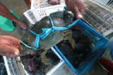 Pedagang menimbang kepiting pesanan di Desa Talulobutu, Kabupaten Bone Bolango, Provinsi Gorontalo. Usaha penjualan dan budi daya lobster air tawar, lobster laut, kepiting dan kerang hasil kerja sama kelompok masyarakat dengan pemerintah desa dan pemda, pemasarannya sudah mencapai Makassar, Jakarta hingga ke Malaysia, Singapura dan China. (ANTARA FOTO/Adiwinata Solihin)