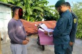 Tim Gakkum KLHK Sulawesi tahan pemilik 190 batang kayu ilegal