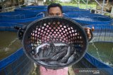 Anggota Kelompok Pembudidaya Ikan (Pokdakan) Sukmakarya menunjukan hasil panen ikan lele di kolam 