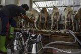 Pekerja memerah susu kambing sapera menggunakan alat modern di Farm House Pure Fresh, Desa Petirhilir, Kabupaten Ciamis, Jawa Barat, Kamis (25/3/2021). Pure Fresh memproduksi susu kambing murni hingga 45 liter per hari dari 35 ekor kambing yang dijual ke industri pengolahan makanan di Cikarang, Cibinong, dan Bogor dan mampu menyerap tenaga kerja dari kalangan pemuda untuk mengembangbiakan kambing serta menggolah susu menjadi bahan baku sabun, yoghurt dan minuman kefir. ANTARA JABAR/Adeng Bustomi/agr