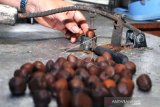 Produksi Kopi Biji Salak
