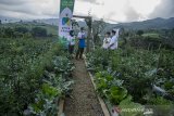 Gubernur Provinsi Jawa Barat Ridwan Kamil (kedua kiri) berdialog dengan sejumlah petani milenial di lahan pertanian desa Suntenjaya, Kabupaten Bandung Barat, Jawa Barat, Jumat (26/3/2021). Pemerintah Provinsi Jawa Barat meluncurkan program Petani Milenial yang mengusung konsep pertanian modern dengan teknologi yang dikelola oleh generasi muda sebagai upaya mengurangi angka pengangguran dan menahan laju urbanisasi dengan berbisnis di desa. ANTARA JABAR/Novrian Arbi/agr