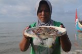 Seorang ibu menunjukkan rajungan di Pantai Desa Tanjung,  Pamekasan, Jawa Timur, Sabtu (27/3/2021). Kementerian Kelautan dan Perikanan (KKP) menyebutkan secara nilai udang, tuna, cakalang, cumi, sotong, gurita, rajungan, dan kepiting akan menjadi produk unggulan dan menjadi prioritas di 2021. Antara Jatim/Saiful Bahri/zk.