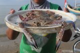 Seorang ibu menunjukkan rajungan di Pantai Desa Tanjung,  Pamekasan, Jawa Timur, Sabtu (27/3/2021). Kementerian Kelautan dan Perikanan (KKP) menyebutkan secara nilai udang, tuna, cakalang, cumi, sotong, gurita, rajungan, dan kepiting akan menjadi produk unggulan dan menjadi prioritas di 2021. Antara Jatim/Saiful Bahri/zk.