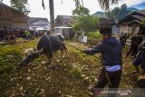 Seorang keluarga bersiap menombak kerbau saat tradisi membatur di Desa Ajung, Kabupaten Balangan, Kalimantan Selatan, Jumat (26/3/2021). Masyarakat Dayak Pitap menggelar tradisi membatur yang bertujuan untuk membuatkan rumah bagi orang yang telah meninggal dunia. Foto Antaranews Kalsel/Bayu Pratama S.