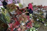 Di Sukabumi, warga tetap geluti bisnis tanaman Aglonema