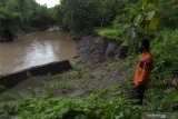 Seorang petugas Badan Penanggulangan Bencana Daerah (BPBD) melihat kondisi tanggul Sungai Jeroan yang longsor di Desa Porworejo, Pilangkenceng, Kabupaten Madiun, Jawa Timur, Minggu (28/3/2021). Menurut petugas, tanggul sungai tersebut mulai mengalami kerusakan sejak beberapa bulan lalu akibat banjir yang terjadi beberapa kali, dan akhirnya longsor ke dasar sungai pada Sabtu (27/3). Antara Jatim/Siswowidodo/zk