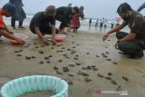 BUMN LEPASKAN TUKIK DI ACEH BESAR. Karyawan BUMN bersama warga pesisir dan pegiat konservasi melepaskan tukik di kawasan konservasi  Pantai Lhoknga, Kabupaten Aceh Besar, Aceh, Senin (29/3/2021). Pelepasan sekitar 400 ekor tukik belimbing dan tukik lekang di kawasan konservasi  tersebut dalam rangka melestarikan dan peningkatakan populasi penyu dari ancaman kepunahan. ANTARA FOTO/Ampelsa.