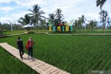 Pengunjung berjalan di hamparan sawah di Desa Wisata Kemiri, Panti, Jember, Jawa Timur, Rabu (31/3/2021). Desa Wisata Kemiri adalah desa wisata baru di Jember, yang memadukan wisata alam, pelestarian lingkungan, edukasi, dan pemberdayaan masyarakat desa. Antara Jatim/Seno/zk