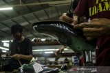 Pekerja menyelesaikan pembuatan Sepatu Kulit di Pabrik Fortuna Shoes, Bandung, Jawa Barat, Rabu (31/3/2021). Produk sepatu lokal yang terbuat dari kulit sapi, kuda dan buaya yang dijual kisaran harga Rp3 juta hingga Rp12 juta per pasang tersebut mampu bertahan di pasar ekspor hingga ke Jepang, Jerman, Belanda, Prancis meski mengalami penurunan akibat Pandemi COVID-19. ANTARA JABAR/Novrian Arbi/agr