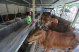 Petugas memeriksa sapi ternak sebelum diberi pakan di Desa Samatan, Pamekasan, Jawa Timur, Kamis (1/4/2021). Sejumlah petani di desa itu membangun kelompok tani (Poktan) 'Rahayu' berbasis ternak sapi potong dan menjalin kemitraan dengan berbagai pihak guna meningkatkan akselerasi usaha tersebut. Antara Jatim/Saiful Bahri/zk